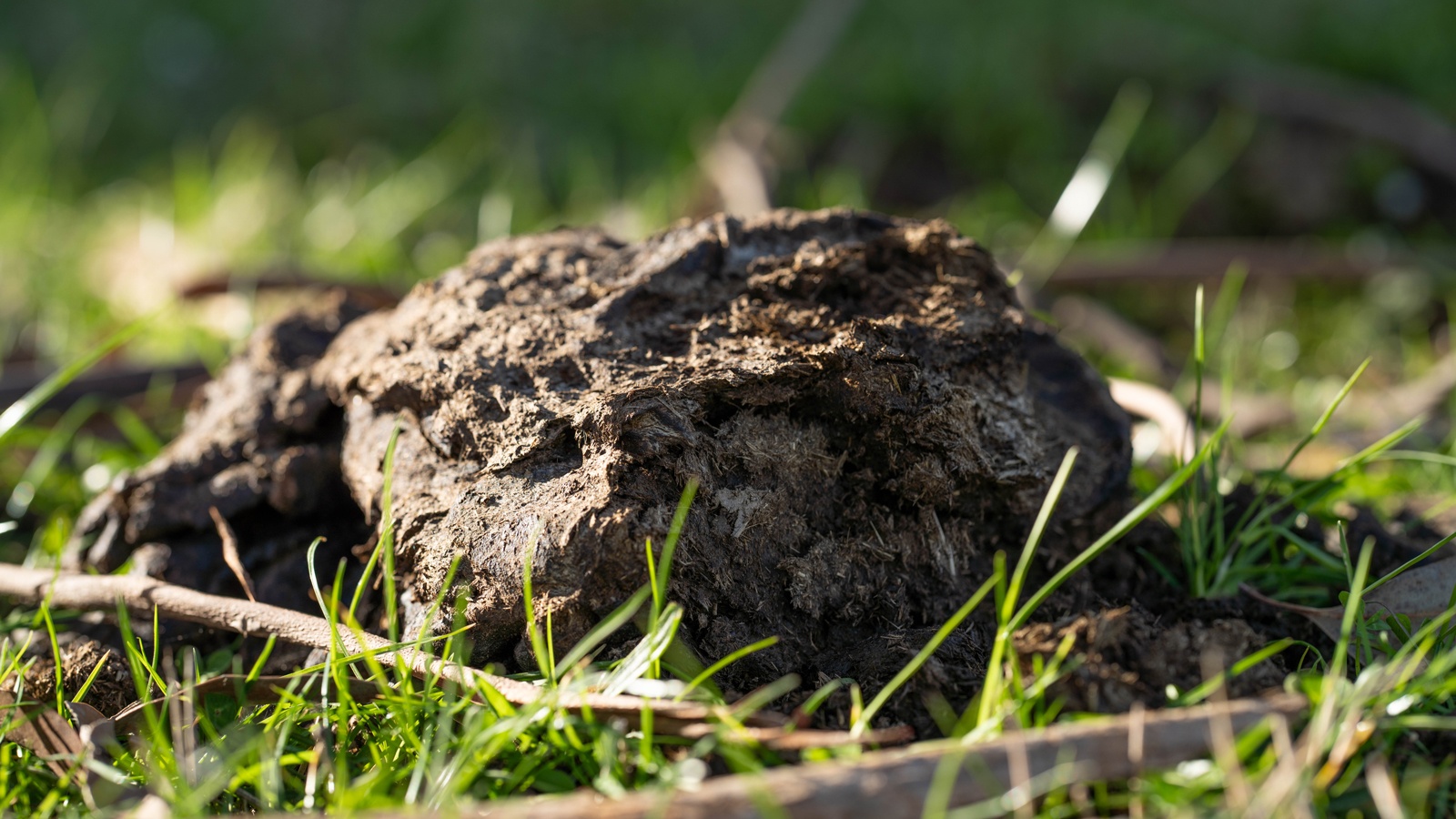 Cow manure transformed by researchers into manufacturing-grade cellulose