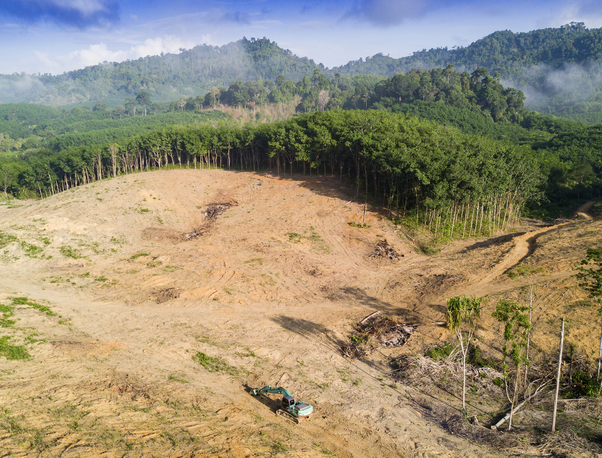 Carbon offset schemes ‘significantly’ overestimate forest preservation