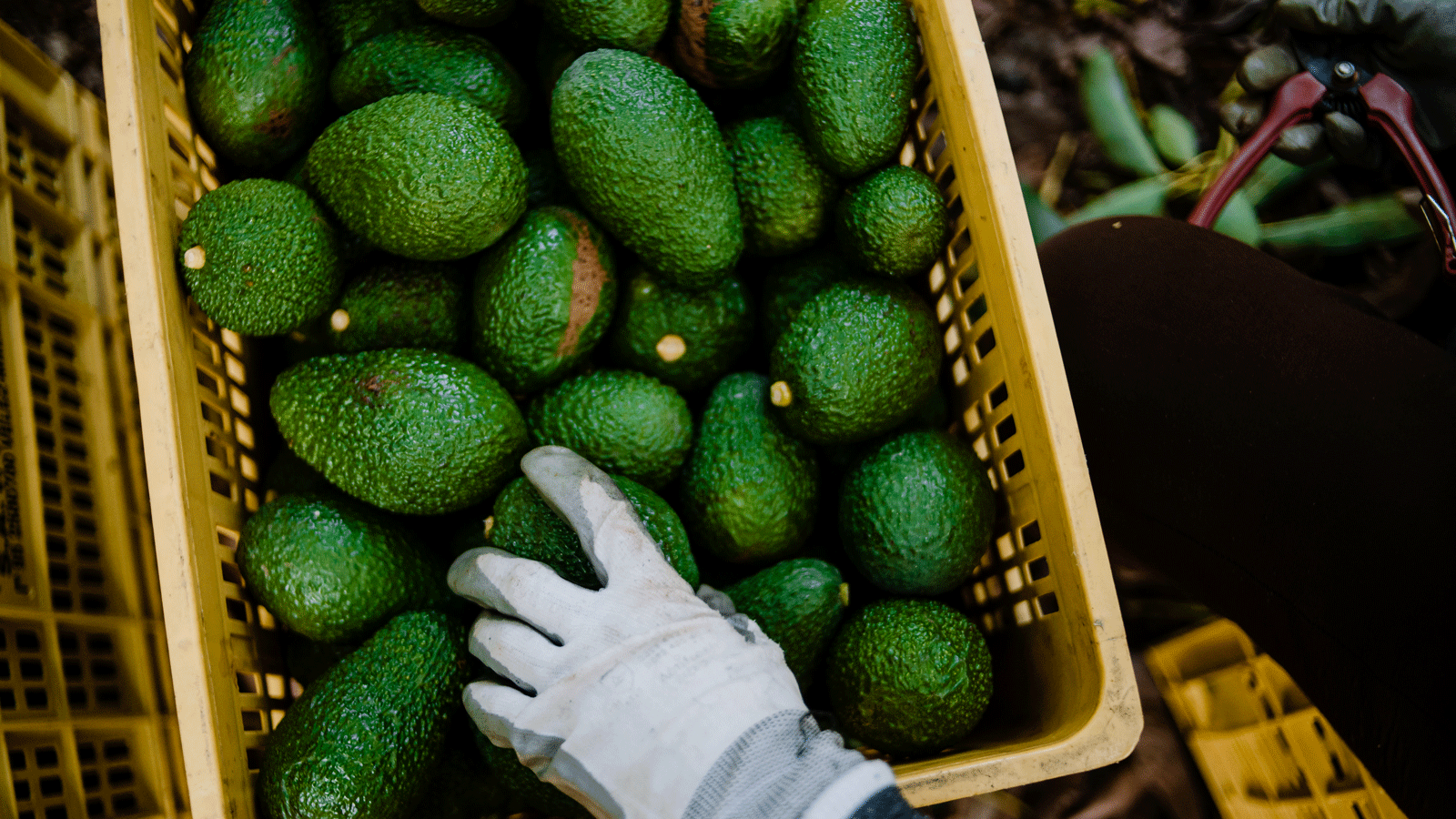 Avocado harvests face major declines as climate change hits growing regions