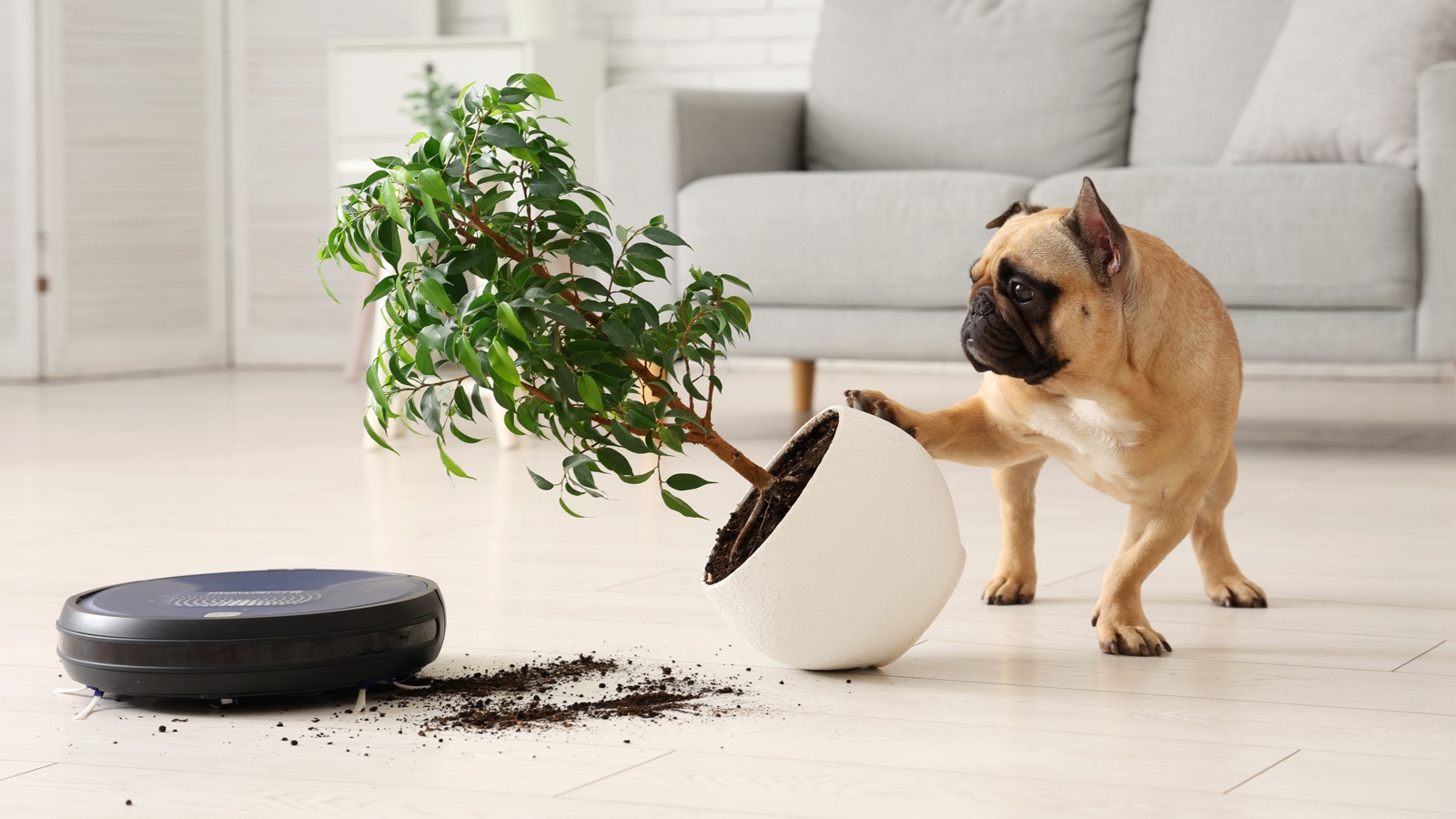 Robot vacuums could double as home assistants with simple software upgrades, study finds