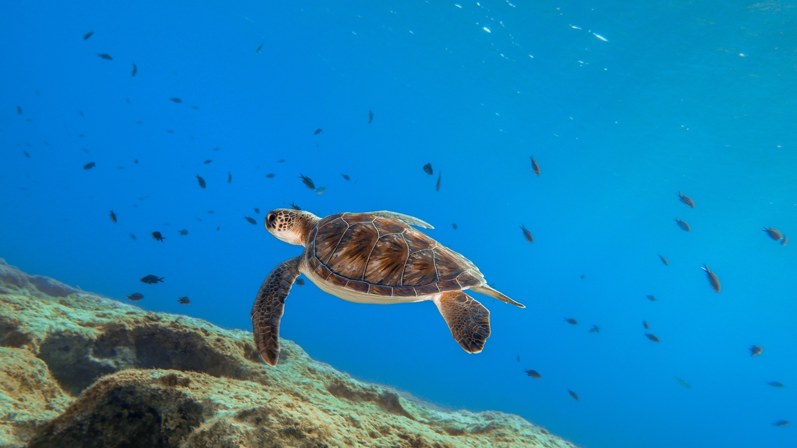 Swarms of small underwater drones to attract marine life to artificial 3D-printed reefs