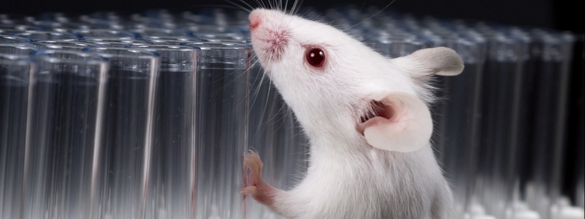 Magnetic ‘millirobots’ climb and swim to deliver drugs to neural tissue