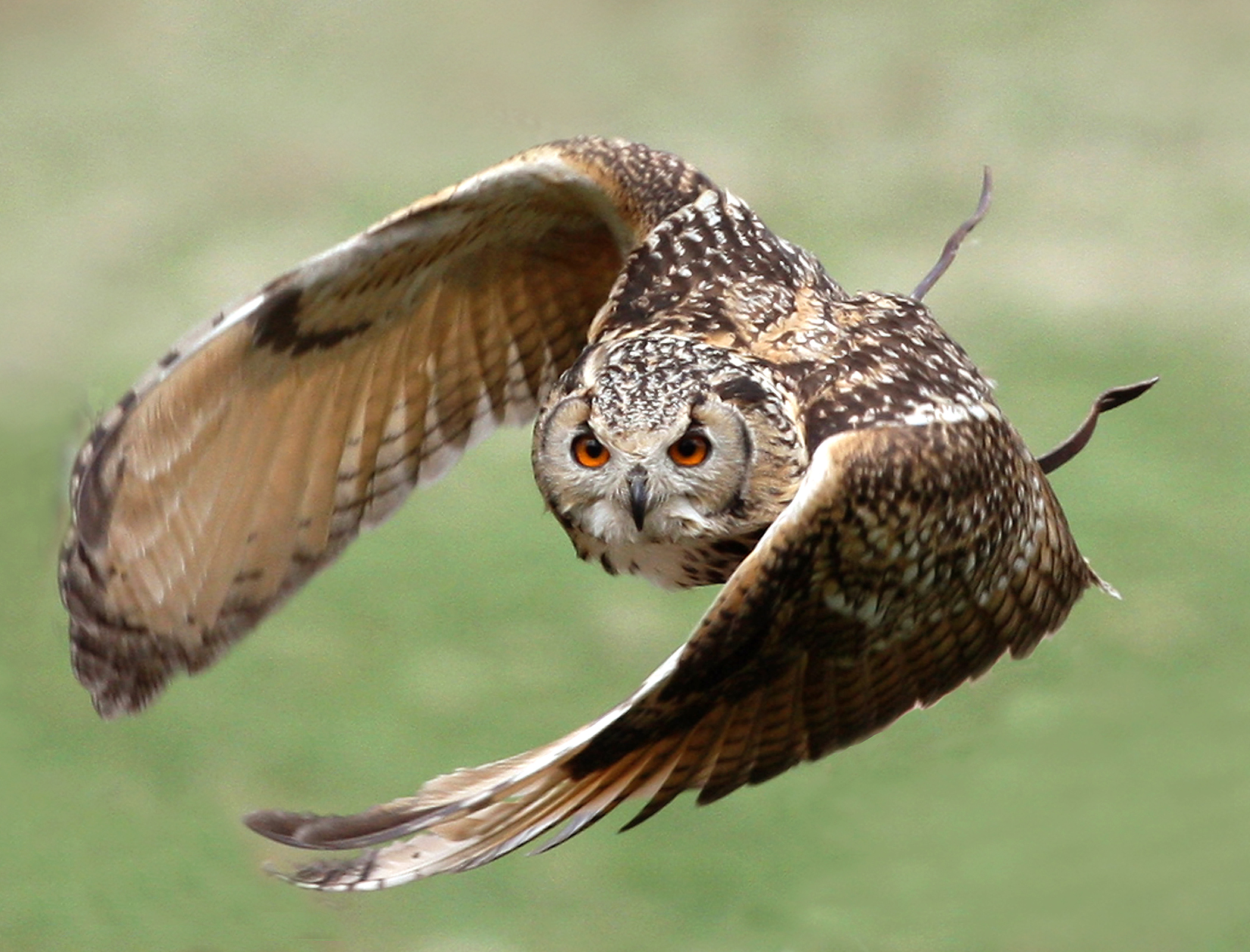Aircraft noise pollution could be dampened with design based on owl wings