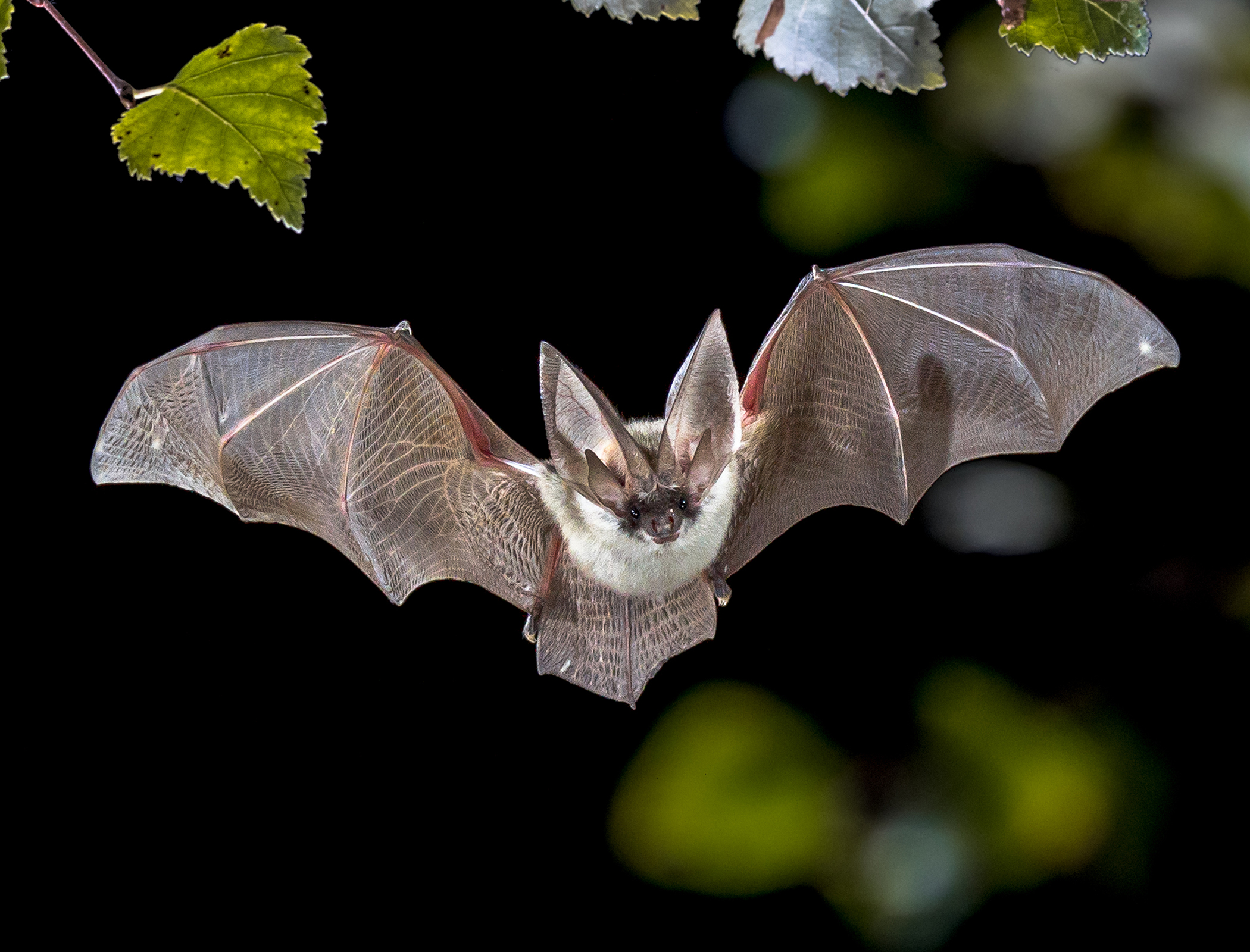 Bugs and bats inspire creation of bionic super 3D cameras