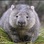 wallywombat