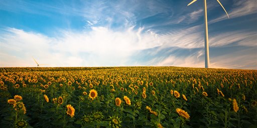 Wind turbine in a field of sunflowers