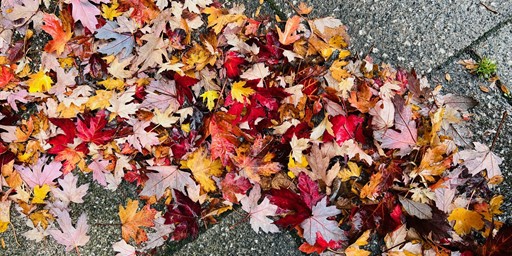 brightly coloured leaves on concrete paving slabs