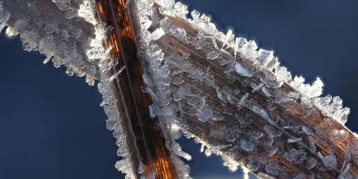 frost on leaves crossed in an x shape