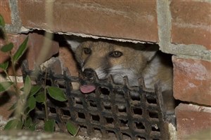 af8422555833ff13c01b00f0277e9d5e-original-20170618fox.jpg