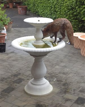 f0418cc76e3eb4d82d8e31155eeed5b6-original-20170511fox.jpg