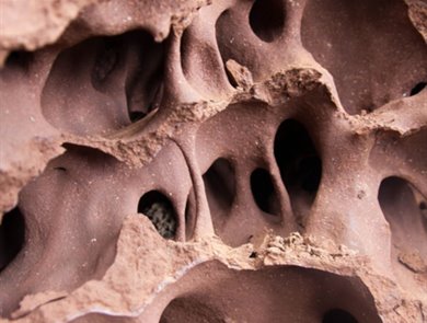 Termite mounds could serve as inspiration for greener buildings